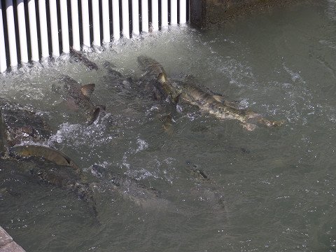 コミュニティ研修に参加