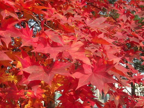 西帯連町女性部の廃油せっけん作りに参加