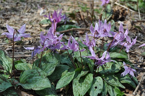 野草園臨時開園