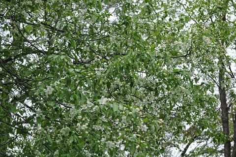 野草園　可憐な花が次々と(その1)