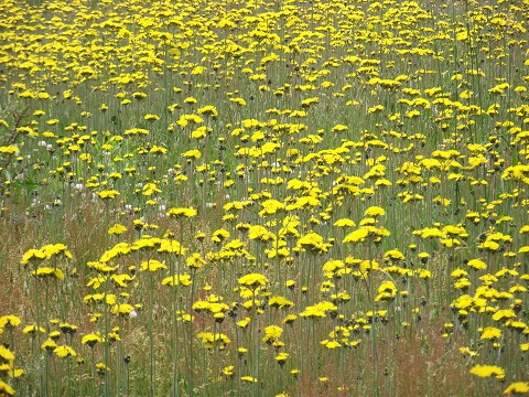 恐るべし外来・帰化野草(帯広の森)