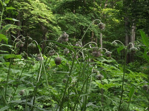 どこへ行った「コケイラン」(野草園から)
