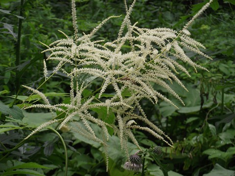 「オオウバユリ」はまだ咲いていない。