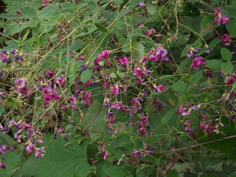 野の花を求めて散策(その1)