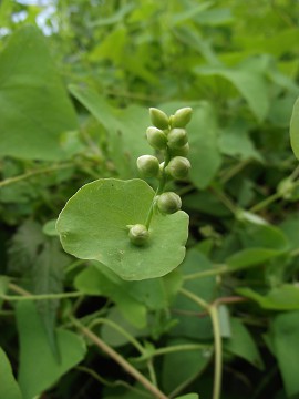 野の花を求めて散策(その2)