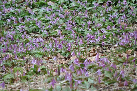 臨時開園(野草園)