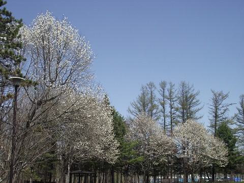 ゴールデンウイークの野草たち(その1)