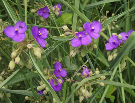 夏の花が咲いて