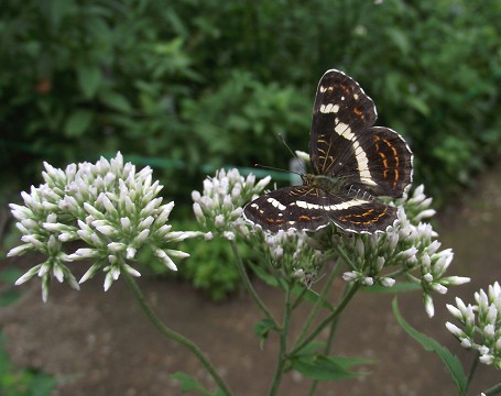 夏の花から秋の花へ