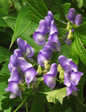 だんだん寂しくなる野草園