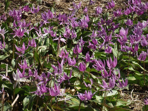 「野草園」臨時開園