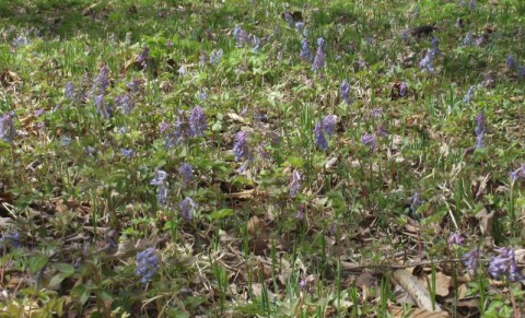 芽室・嵐山の「エゾエンゴサク」