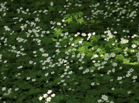 次々と開花(野草園)