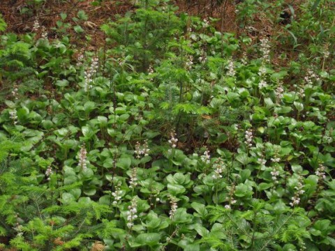 次々と咲く野草たち