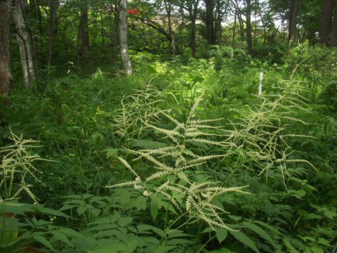 夏の花までひと休み