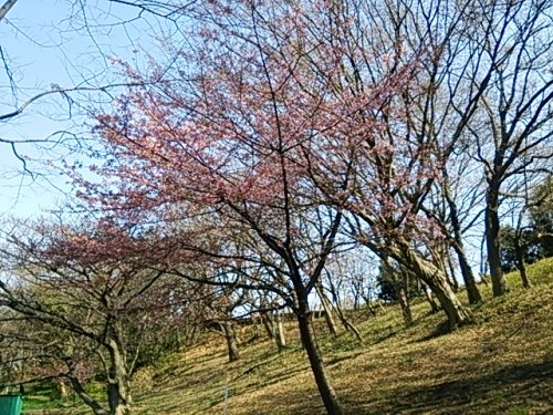 近所の河津桜