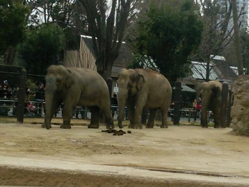 上野動物園のしろくま