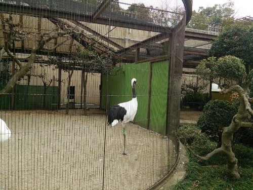 上野動物園の鳥