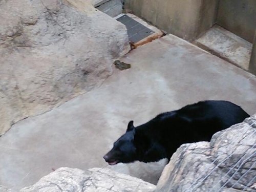 上野動物園あれこれ