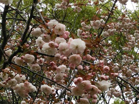 八重桜