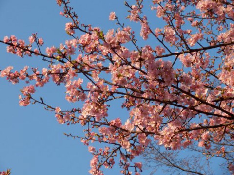 河津桜