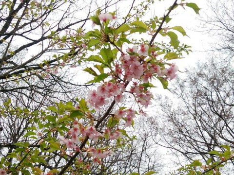 河津桜