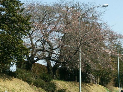 桜が咲きました!!