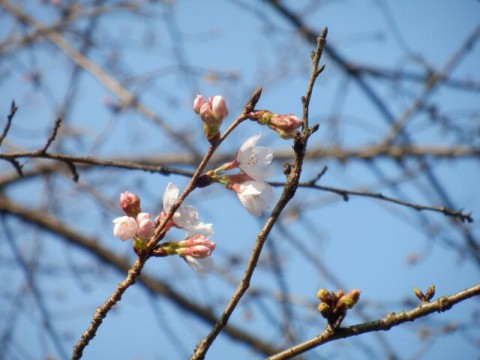 地元のソメイヨシノ