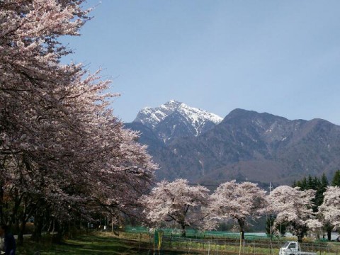 眞原の桜