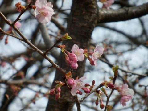 河津桜