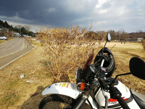 ロウバイを見にバイクツーリング