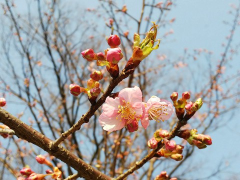 河津桜