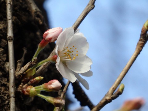 桜