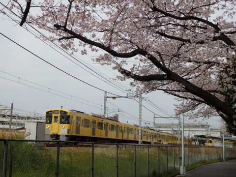 桜とDD200-19