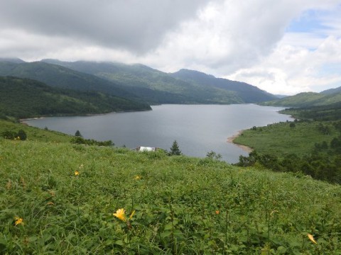 野反湖のお花