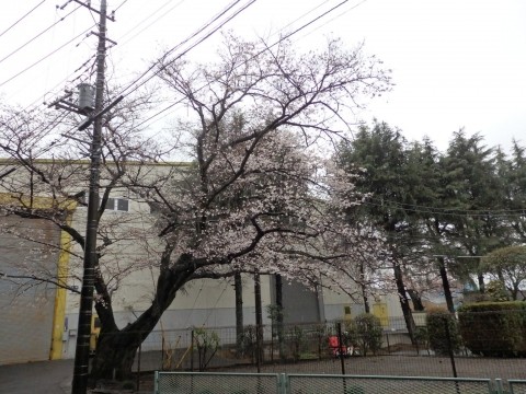 桜