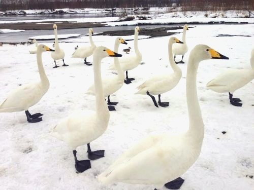 白鳥と２月２１日の営業について