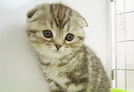 みんな大好き。ナンバーワン猫ちゃん!