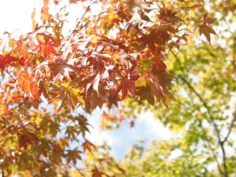 寝間着って、もう言わないの?ルームウエアなの?