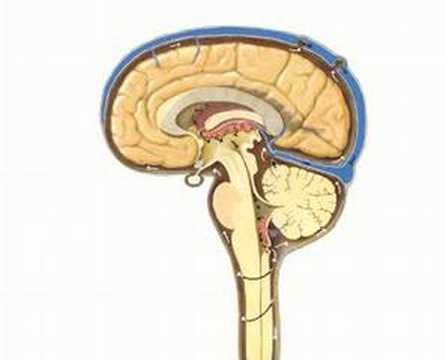 熱を下げたり、血圧を下げたり、血糖値を下げたりする方法