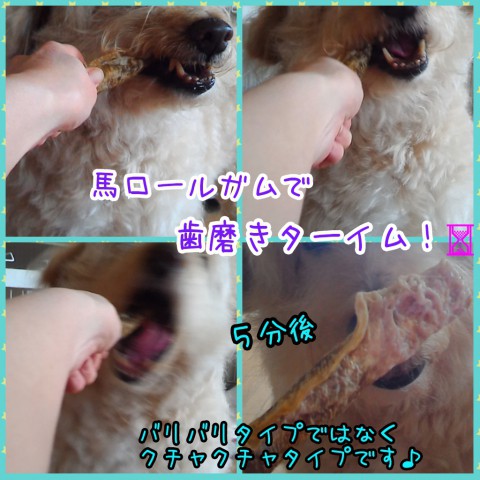馬ロールガムってどんな?