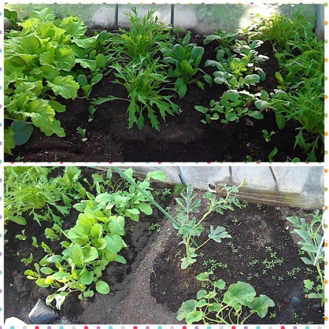 Vegetable garden 始動!?