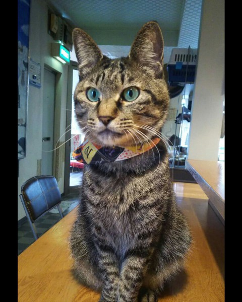 猫ちゃん見かけませんでしたか?