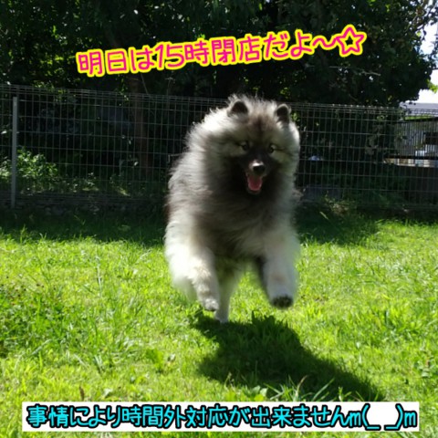 明日のお知らせ♪
