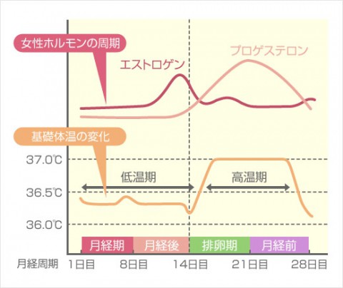 月経周期に伴う女性ホルモンの変化