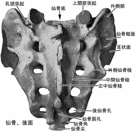 骨盤の歪みとは