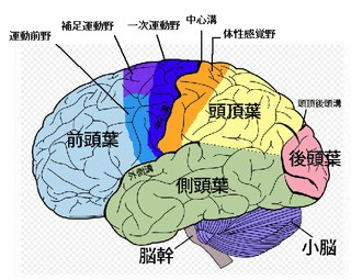 運動は脳を活性化させる