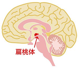 脳と性格