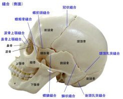 頭蓋調整