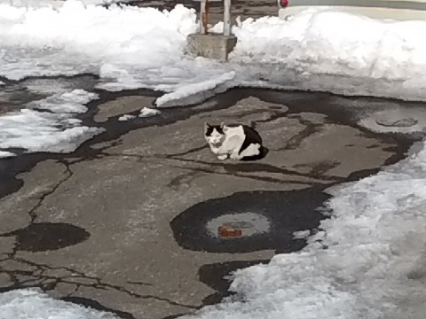 春ですね～(^-^)/